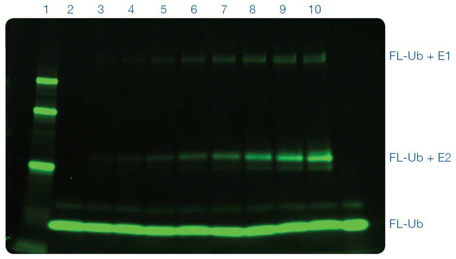 Imagem de gel fluorescente