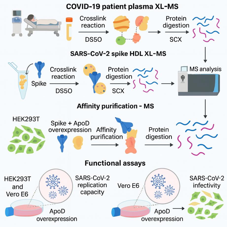 Espectrometria de massa de reticulação
