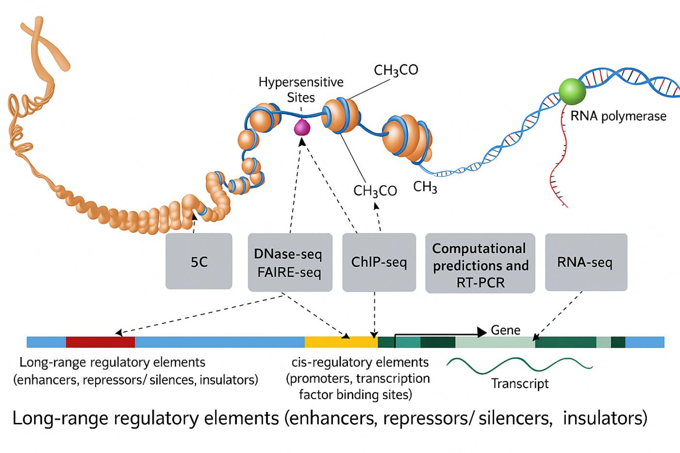 Sonicator para laboratórios de biologia molecular