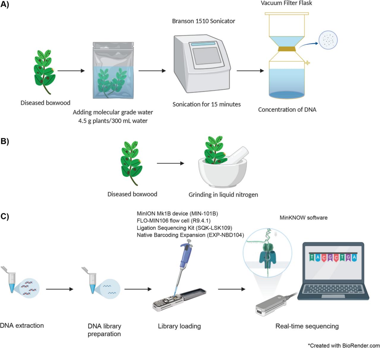 homogeneizador ultrassônico