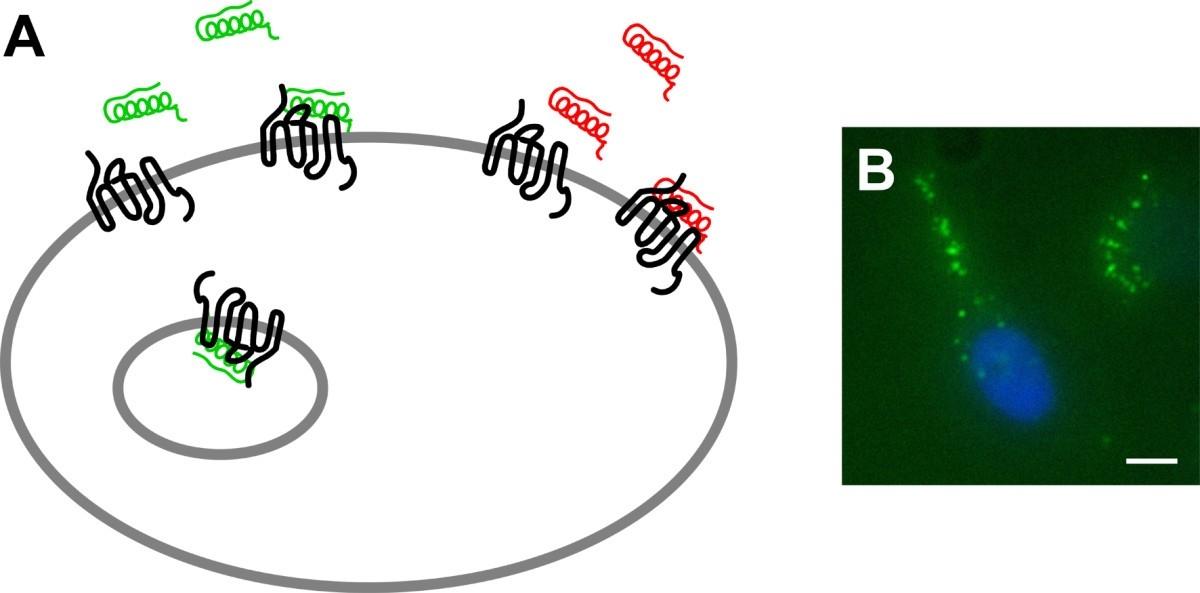 Microarray da proteína da membrana de GPCR