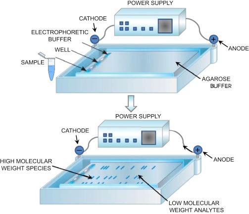Buffer de Corrida em Biologia Molecular