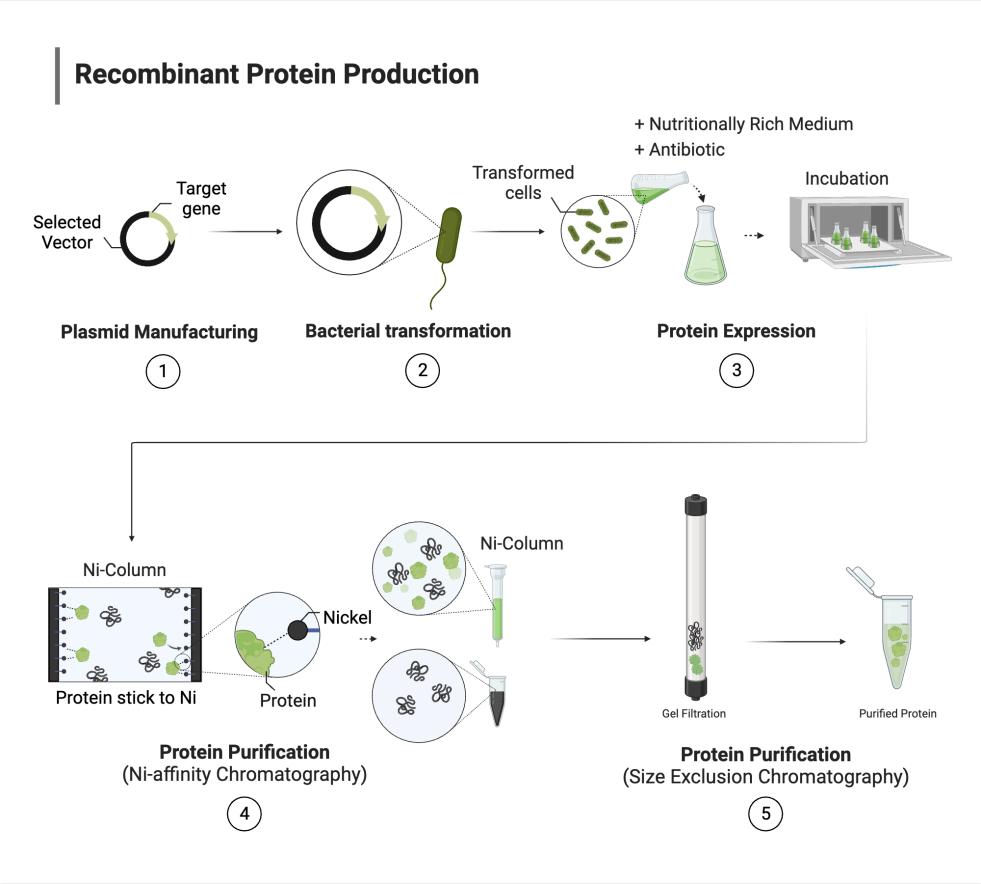 Separador Magnético de Purificação de Proteínas
