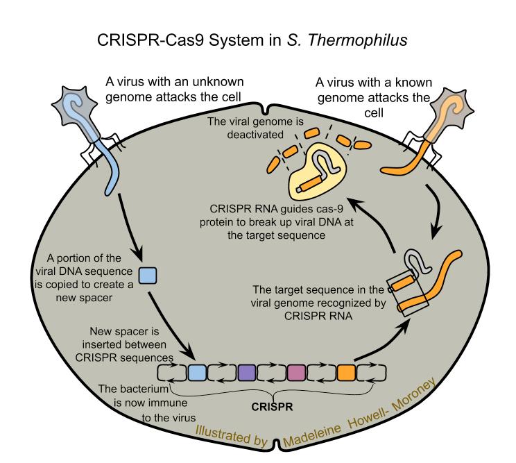 Instrumento de ultrassom focalizado