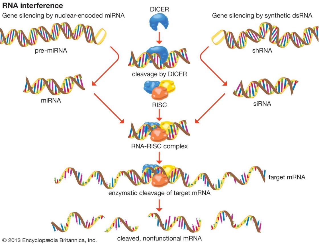 Eletroforese de RNA
