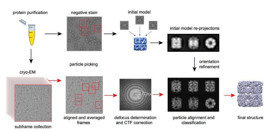 Crio-EM: Visualizando Biomoléculas em Resolução Próxima à Atômica