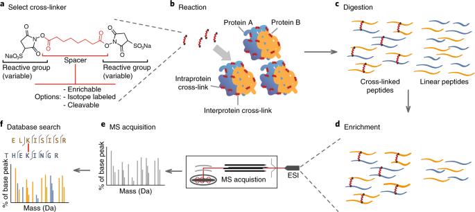 Analisar Proteínas de Membrana com XL-MS é uma das formas mais práticas de transformar interações de membrana 