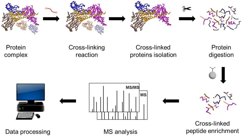 Esclerose múltipla de reticulação para complexos proteicos