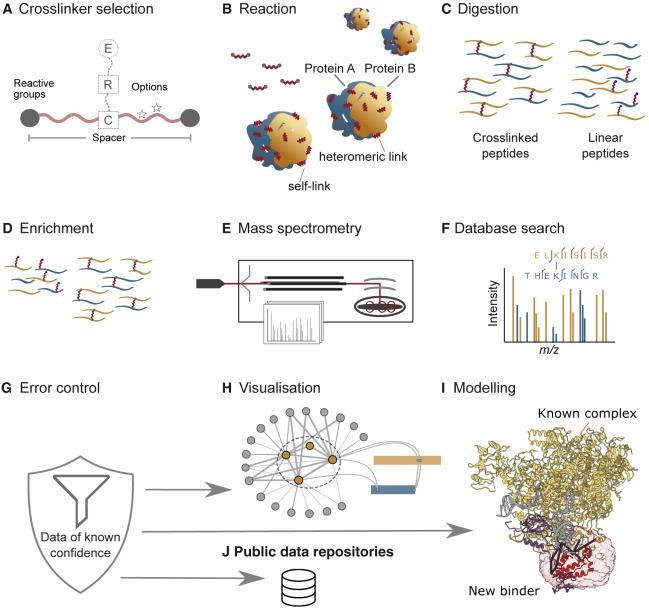 XL-MS: Mapeando Interações Proteicas Além da Estrutura