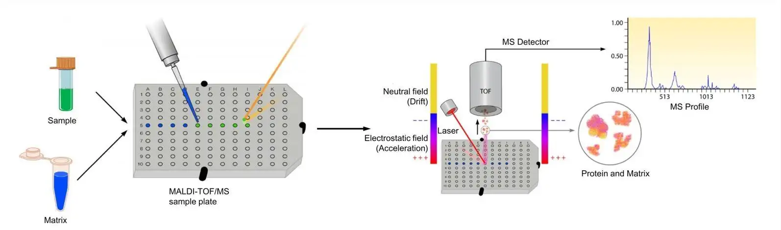 Ultrasonicador de Cisalhamento de DNA