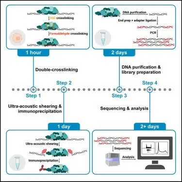 Ultrasonicador de Extração de Proteínas