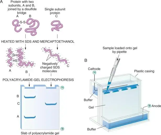 Buffer Super Rápido para RNA