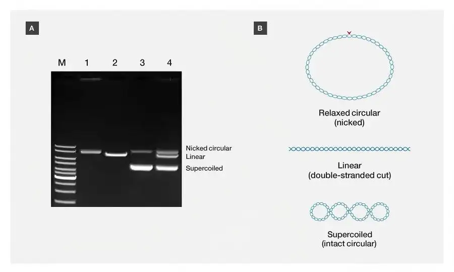 Eletroforese por DNA