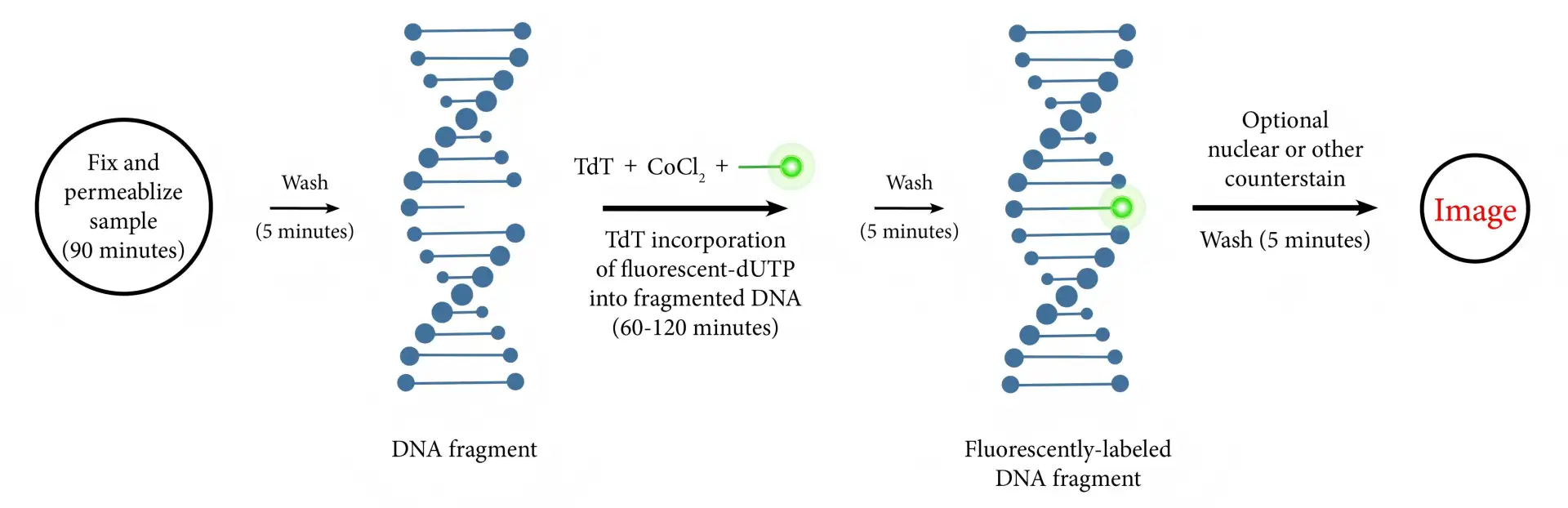 Fragmentação do DNA